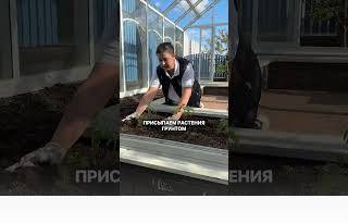 Высаживаем рассаду ТОЛЬКО ТАК!