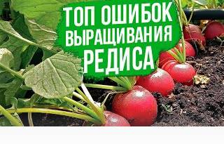 Редис: раскрываем секреты успешного урожая!