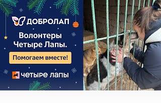 Добролап: волонтеры Четыре Лапы