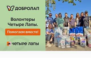 Волонтеры Четыре Лапы: помогаем вместе