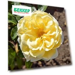 Роза флорибунда Фрезия