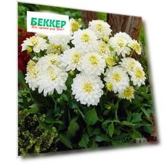 Георгина Геллери Арт Фейр