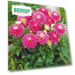 Георгина Геллери Рембрандт