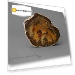 Окаменелое дерево, полированный срез 8,5-9,5 см