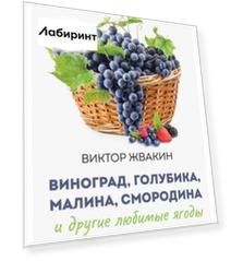 Виноград, голубика, малина, смородина и другие любимые ягоды. Особенности выращивания своими руками
