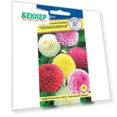 Георгина изменчивая Помпонная, смесь окрасок Престиж