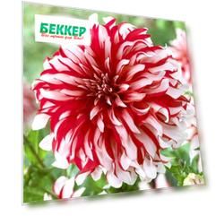 Георгина Пенни Лейн