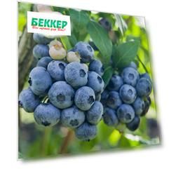 Голубика Дарроу