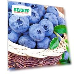 Голубика Латеблю