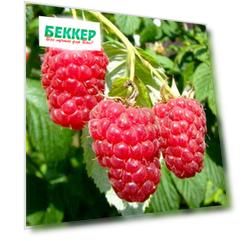 Малина ремонтантная Геракл