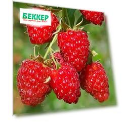 Малиновое дерево Крепыш