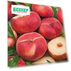 Персик Инжирный