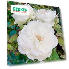 Роза флорибунда Болеро