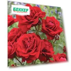 Роза флорибунда Нина Вейбул
