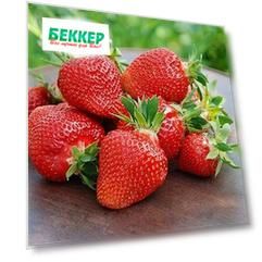 Земляника (крупноплодная) Клери