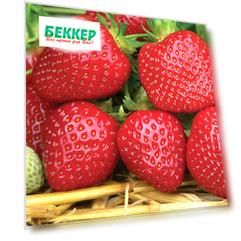 Земляника (крупноплодная) Корона