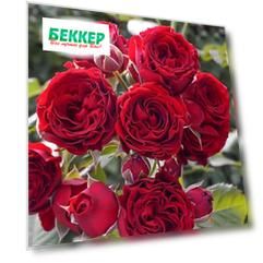 Роза спрей Ред Сенсейшн