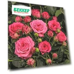 Роза спрей Виктория
