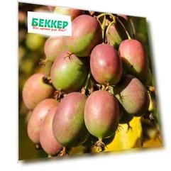 Мини-киви (актинидия) Женева