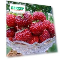 Земляника (крупноплодная) Мице Шиндлер