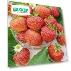 Земляника (крупноплодная) Полка