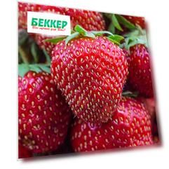 Земляника ремонтантная (крупноплодная) Диамант