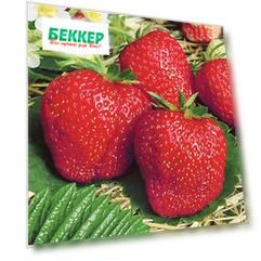 Земляника (крупноплодная) Деройял