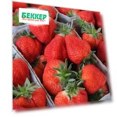 Земляника (крупноплодная) Флер