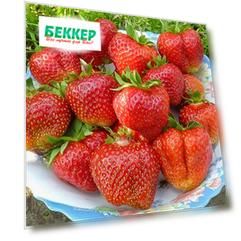 Земляника (крупноплодная) Лорд