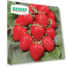 Земляника ремонтантная (крупноплодная) Анабель