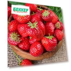 Земляника ремонтантная (крупноплодная) Флорентина