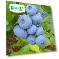 Голубика Бонус