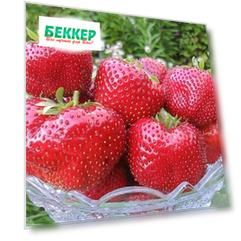 Земляника (крупноплодная) Гигантелла Максим
