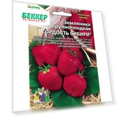Земляника крупноплодная Гордость Сибири Уральский дачник
