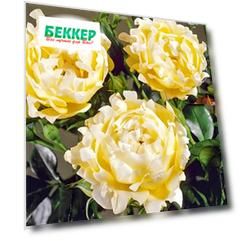 Роза флорибунда Квин Раффлс