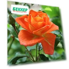 Роза чайно-гибридная Луи де Фюнес