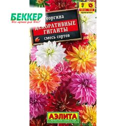 Георгина Декоративные гиганты, смесь окрасок Аэлита