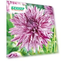 Георгина Блэкбэрри Рипл