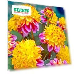 Георгина Буги-Вуги