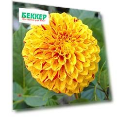 Георгина Фанни Фейс