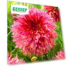 Георгина Миртлз Фолли