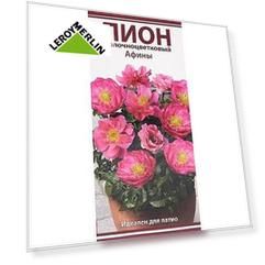 Пион молочноцветковый «Афины», размер луковицы I