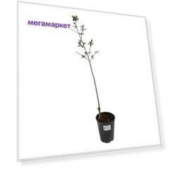 Чудо-вишня Дюк PlantMarket 2-летняя С7-С10 1 шт