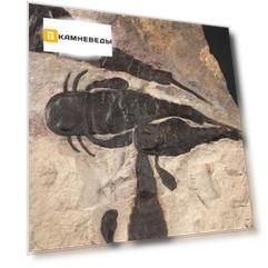 Ракоскорпион Balteurypterus tetragonophtalmus, 31х20х4,5 см