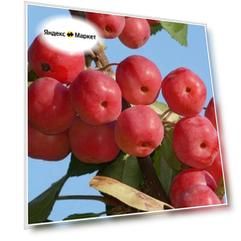 Семена Яблоня Ягодная Манчжурская (Malus baccata) 5 шт.