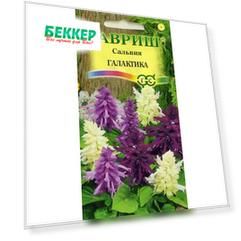 Сальвия Галактика, смесь окрасок Гавриш