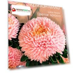 Семена Биотехника Астра китайская Хризантелла Цветок Лотоса, 30 шт.
