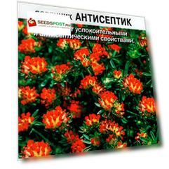 Семена Аэлита Язвенник Антисептик, 0,2 г Лечебный огород