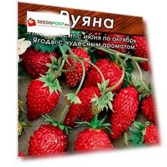 Семена Аэлита Земляника альпийская Руяна, 0,04 г