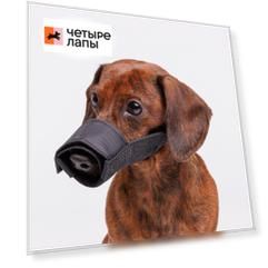 Rungo Намордник для собак нейлоновый, XS, обхват морды 16-18 см